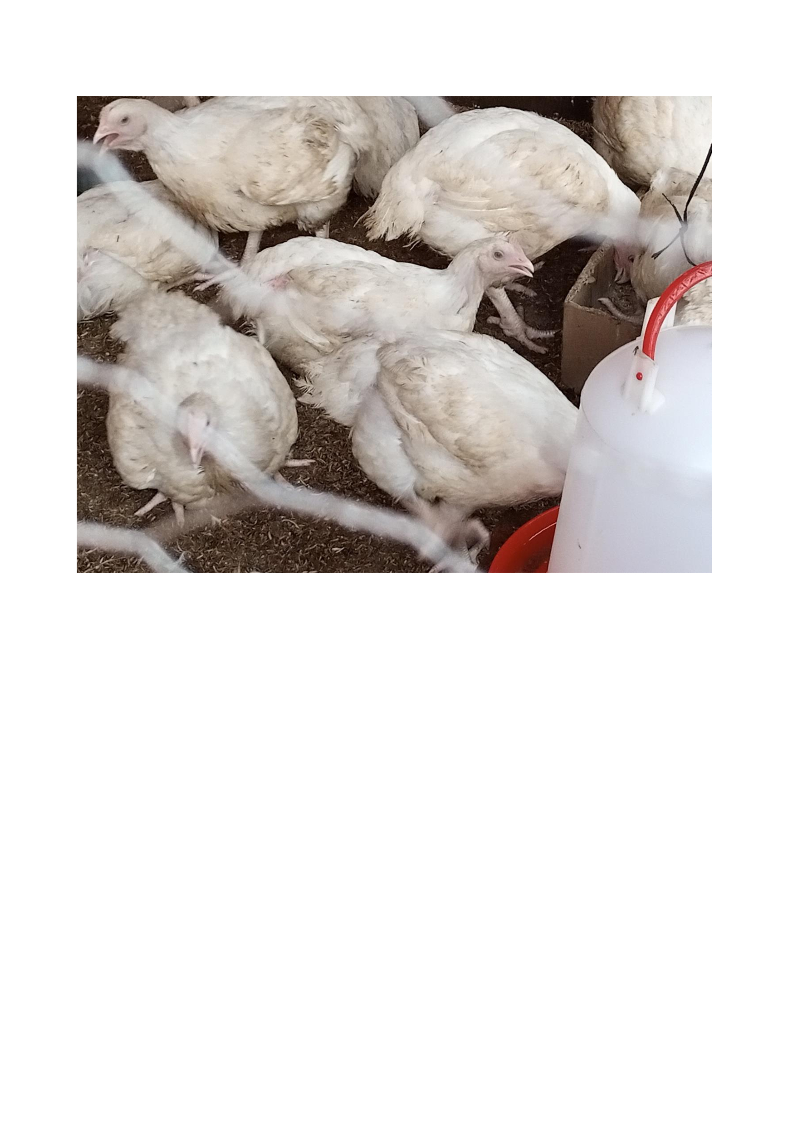 galline13